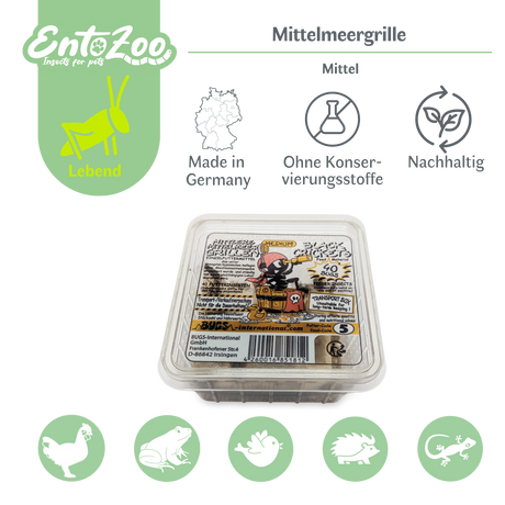 Mittelmeergrillen Zweifleckgrille (Gryllus bimaculatus) als Futtertier für Reptilien, Amphibien, Vögel, Nagetiere