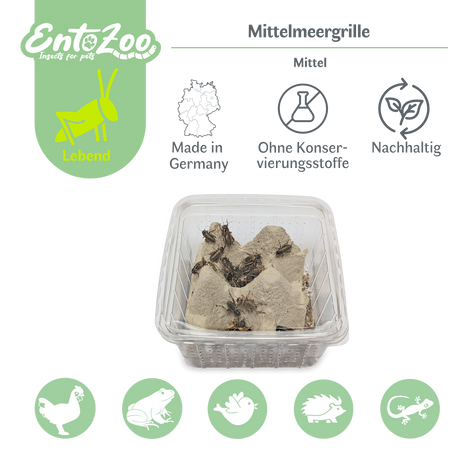 Mittelmeergrillen Zweifleckgrille (Gryllus bimaculatus) als Futtertier für Reptilien, Amphibien, Vögel, Nagetiere