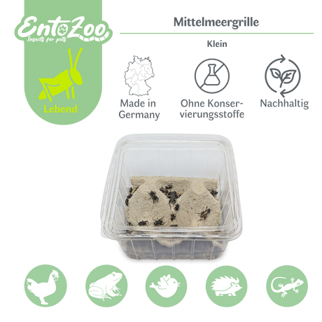 Mittelmeergrillen Zweifleckgrille (Gryllus bimaculatus) als Futtertier für Reptilien, Amphibien, Vögel, Nagetiere