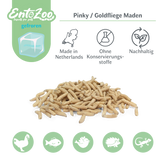 Frozen Pinky Maggots (Lucilia sp.) Greenbottle Fly Maggots - Individually Removable