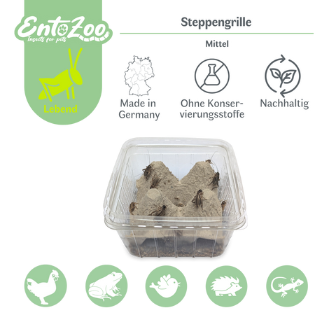 Steppengrille (Gryllus assimilis) als Futtertier für Reptilien, Amphibien, Vögel, Nagetiere