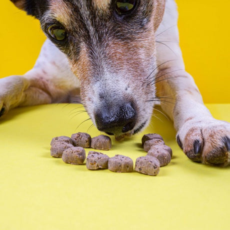 Tenetrio - Hundekekse Banane Chia für das Immun- und Verdauungssystem