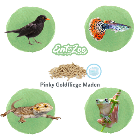 Gefrorene Pinky Maden (Lucilia sp.) Goldfliege Maden - einzeln entnehmbar