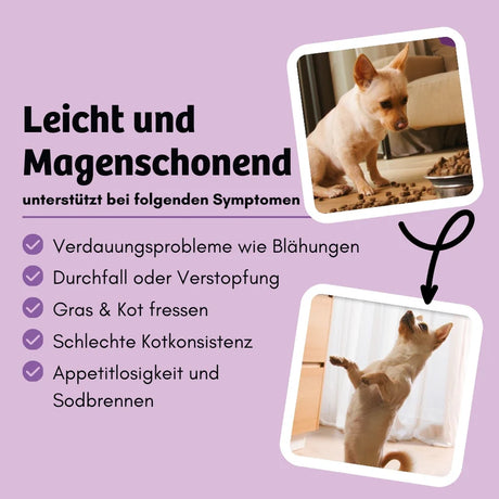 BugBell - Knabbersticks für Hunde - BellyVital - Vegan - Verdauung & Darmflora 60g
