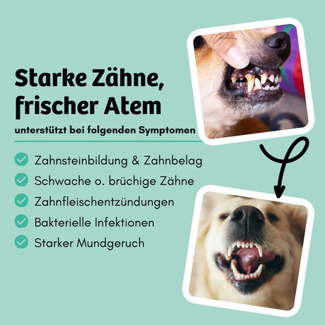 BugBell - Hunde Knabbersticks - DentalShine - Mundgeruch & Zahnstein - Vegan - Ergänzungsfuttermittel für Hunde, Tiernahrung