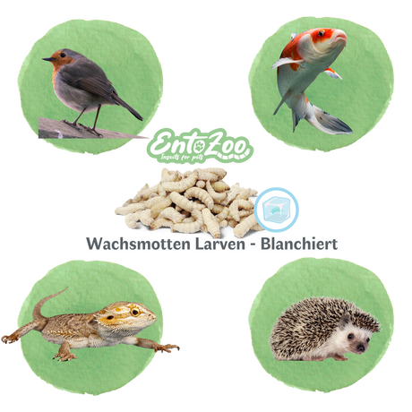 Gefrorene Wachsmotten Larven / Bienenmaden Larven - Blanchiert -  Futterinsekten - einzeln entnehmbar