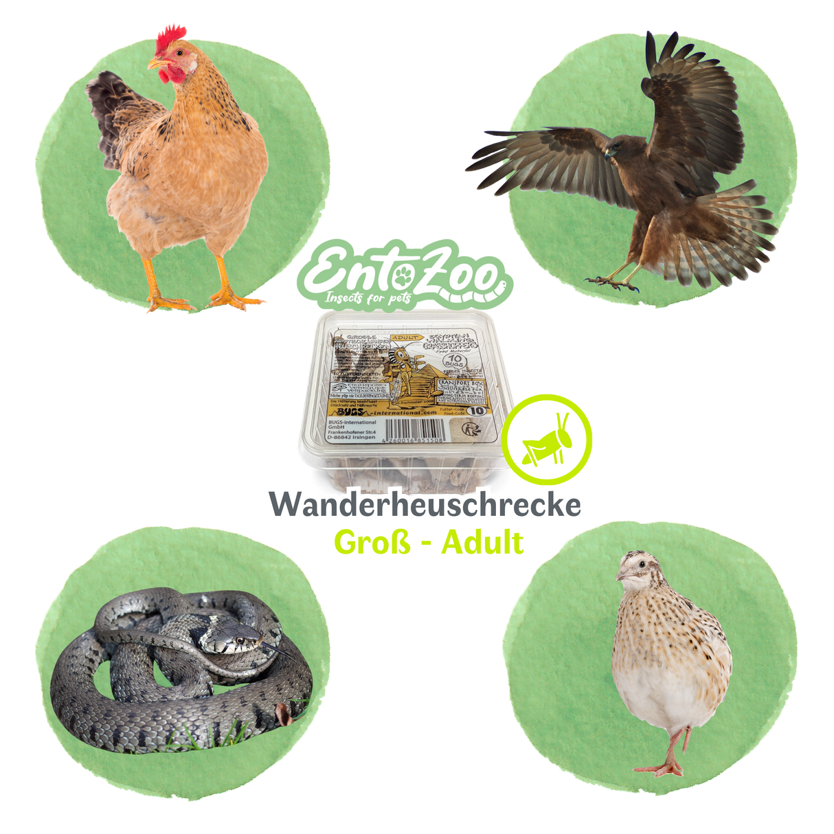 Wanderheuschrecke (locusta migratoria) als Futtertier für Reptilien, Amphibien, Vögel, Nagetiere