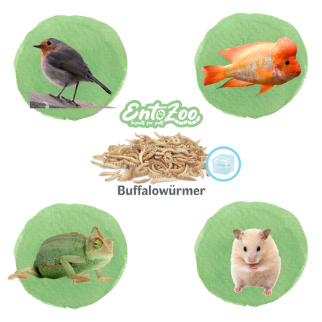 Gefrorene Buffalowürmer Buffalos Futterinsekten einzeln entnehmbar