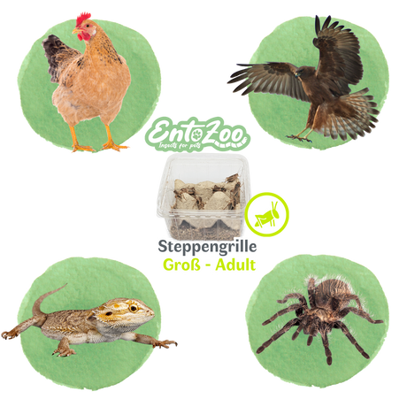 Steppengrille (Gryllus assimilis) als Futtertier für Reptilien, Amphibien, Vögel, Nagetiere