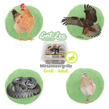 Mittelmeergrillen Zweifleckgrille (Gryllus bimaculatus) als Futtertier für Reptilien, Amphibien, Vögel, Nagetiere