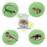 Mediterranean Two-Spotted Cricket (Gryllus bimaculatus) as Feeder Insect for Reptiles, Amphibians, Birds, Rodents