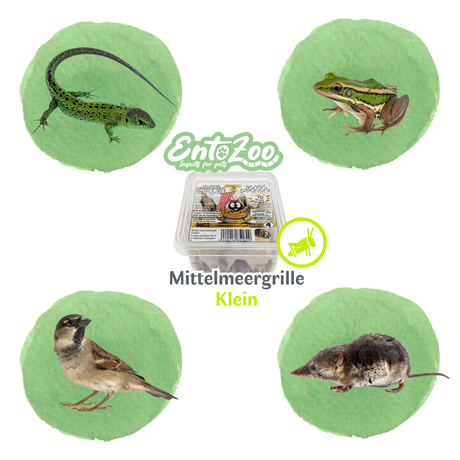 Mittelmeergrillen Zweifleckgrille (Gryllus bimaculatus) als Futtertier für Reptilien, Amphibien, Vögel, Nagetiere