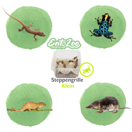 Steppengrille (Gryllus assimilis) als Futtertier für Reptilien, Amphibien, Vögel, Nagetiere