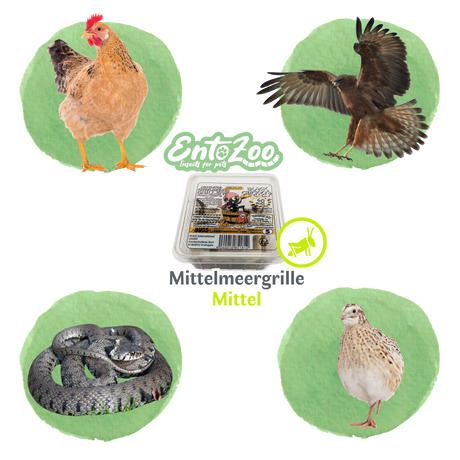 Mittelmeergrillen Zweifleckgrille (Gryllus bimaculatus) als Futtertier für Reptilien, Amphibien, Vögel, Nagetiere