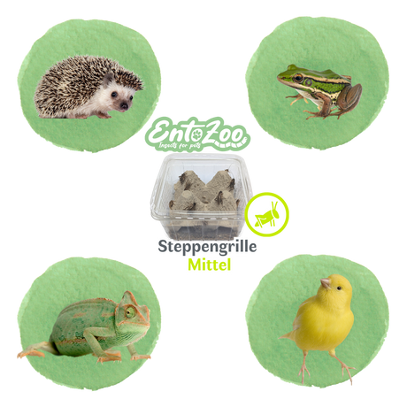 Steppengrille (Gryllus assimilis) als Futtertier für Reptilien, Amphibien, Vögel, Nagetiere