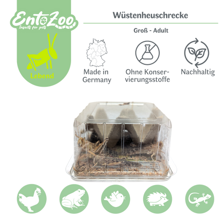Wüstenheuschrecke (Schistocerca gregaria) als Futtertier für Reptilien, Amphibien, Vögel, Nagetiere