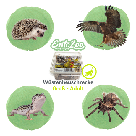 Wüstenheuschrecke (Schistocerca gregaria) als Futtertier für Reptilien, Amphibien, Vögel, Nagetiere