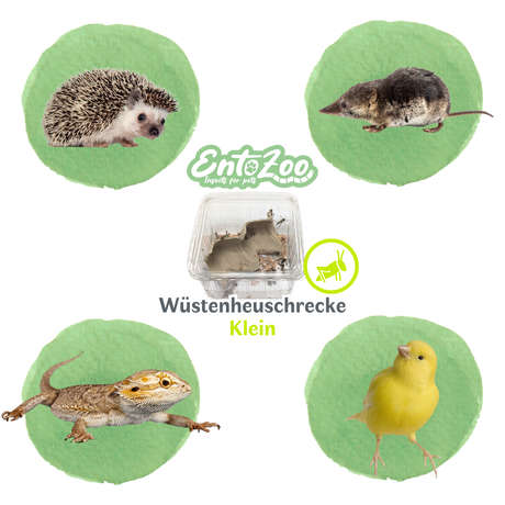 Wüstenheuschrecke (Schistocerca gregaria) als Futtertier für Reptilien, Amphibien, Vögel, Nagetiere