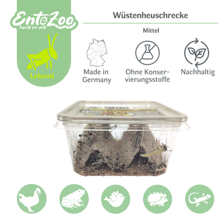 Wüstenheuschrecke (Schistocerca gregaria) als Futtertier für Reptilien, Amphibien, Vögel, Nagetiere