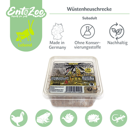 Wüstenheuschrecke (Schistocerca gregaria) als Futtertier für Reptilien, Amphibien, Vögel, Nagetiere