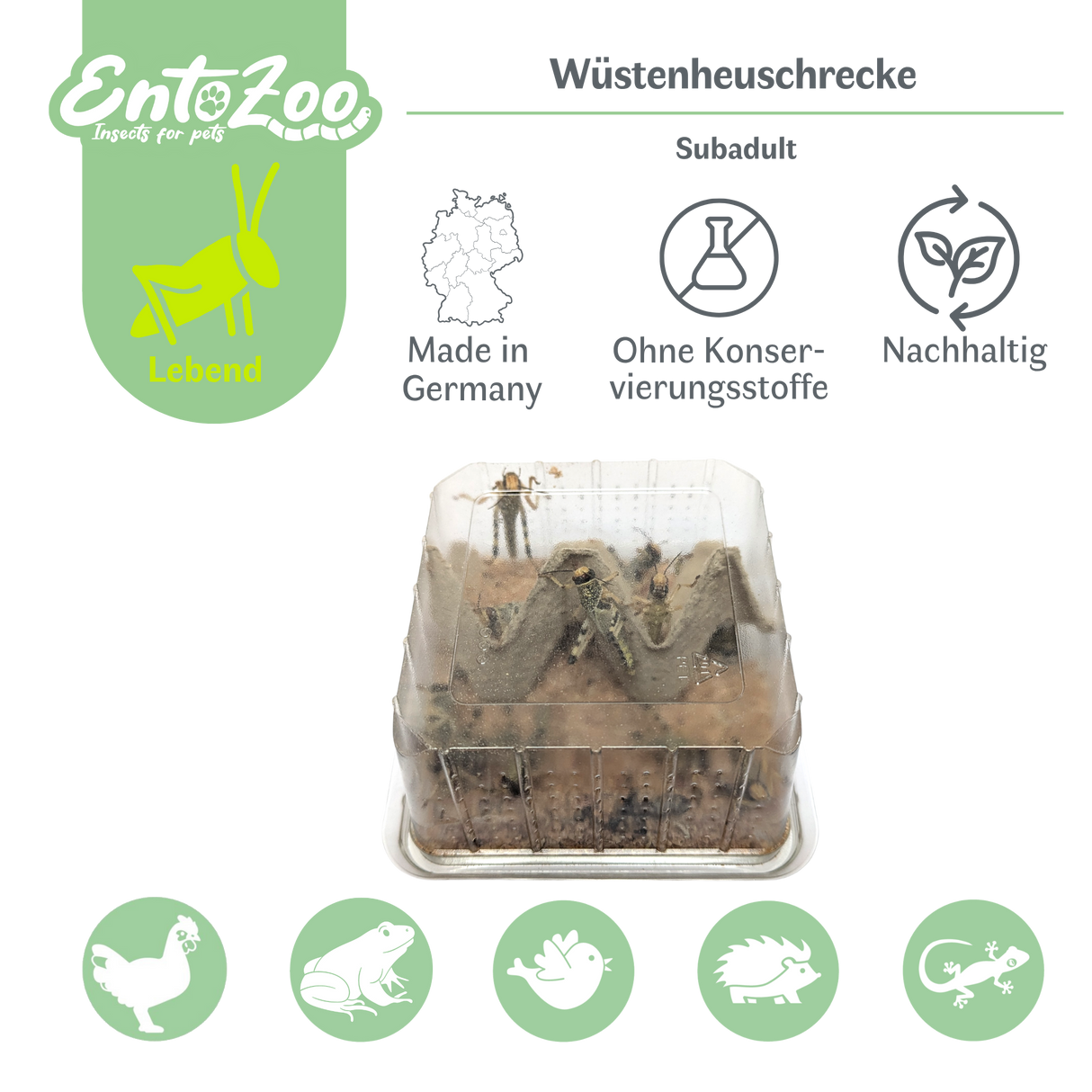 Desert Locust (Schistocerca gregaria) as Feeder Insect for Reptiles, Amphibians, Birds, Rodents