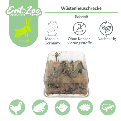 Wüstenheuschrecke (Schistocerca gregaria) als Futtertier für Reptilien, Amphibien, Vögel, Nagetiere