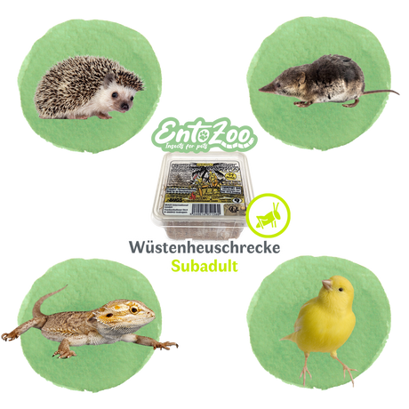 Wüstenheuschrecke (Schistocerca gregaria) als Futtertier für Reptilien, Amphibien, Vögel, Nagetiere