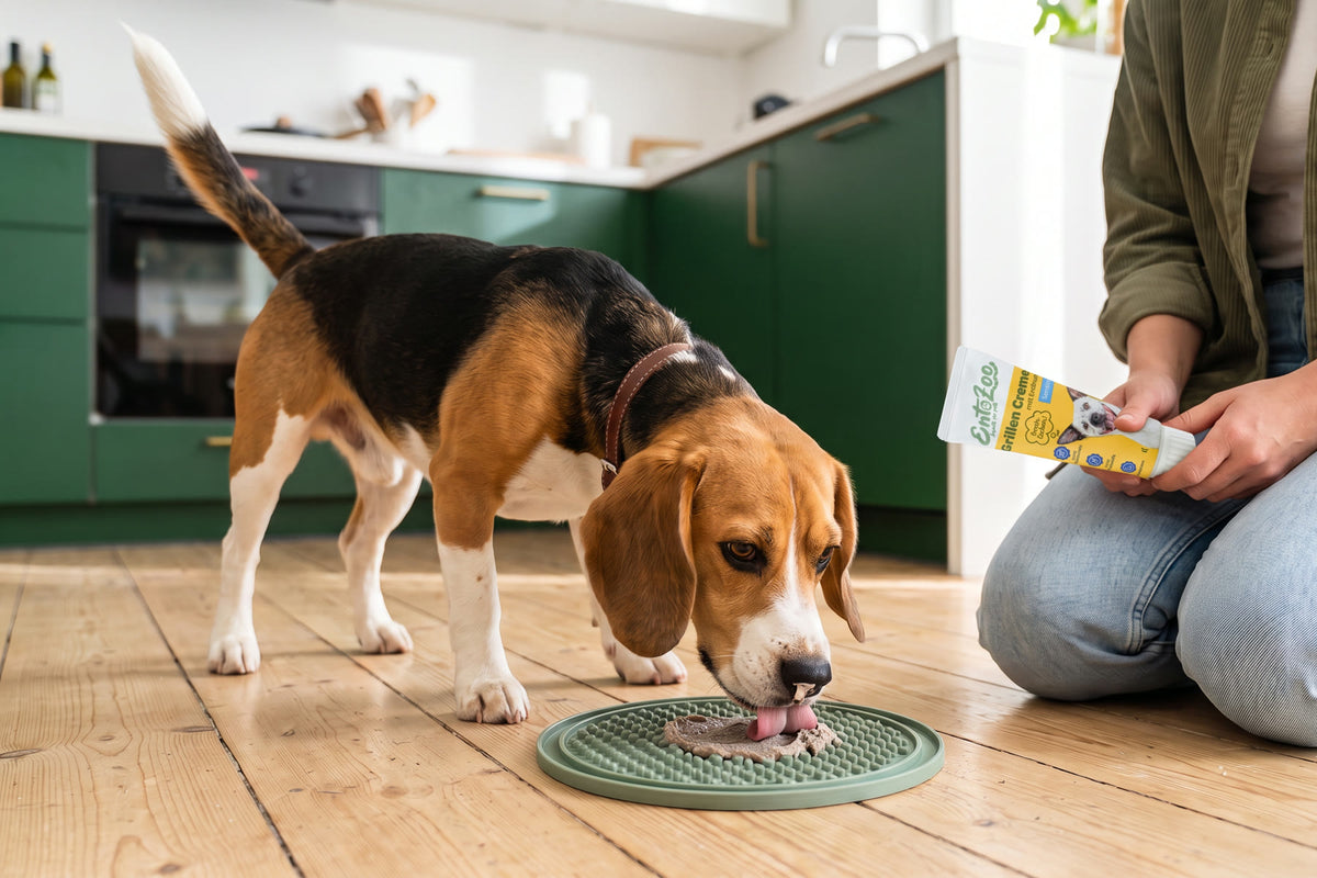 Beagle schleckt Grillen Creme von einer Schleckmatte in der Küche