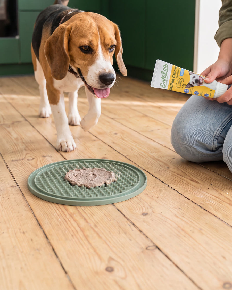 Beagle läuft zur Schleckmatte mit Grillen Creme