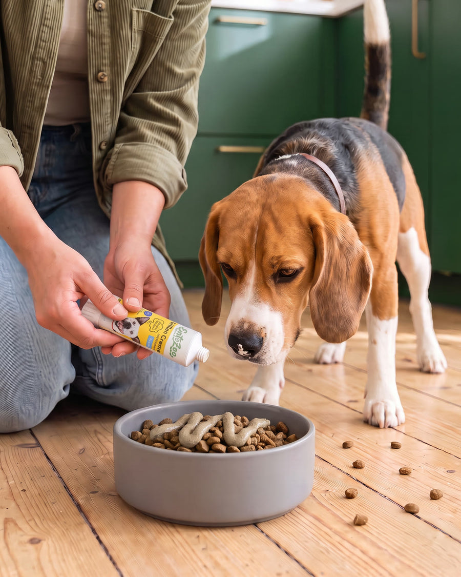 Halterin gibt Grillen Creme als Topping auf das Trockenfutter im Napf, ihr Beagle schaut gespannt in den Napf