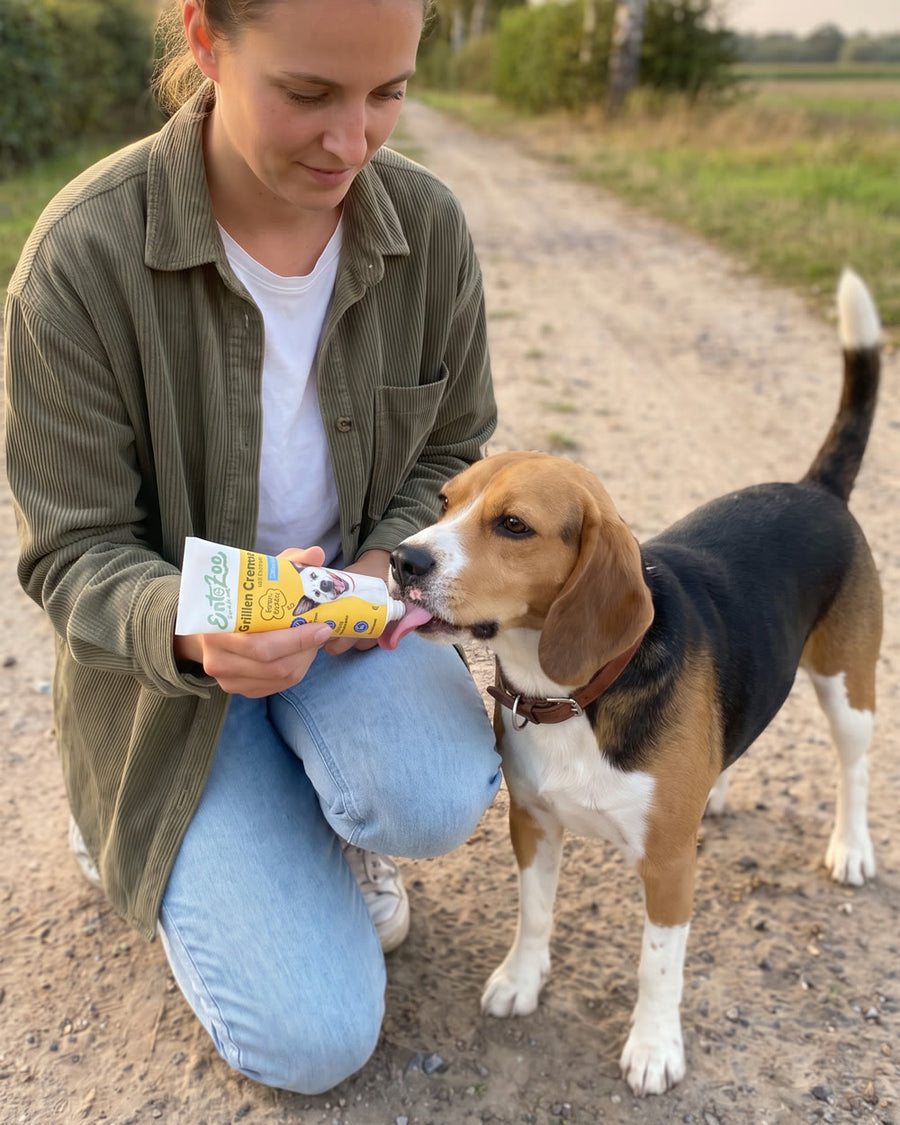 Beagle bekommt beim Spaziergang Grillen Creme direkt aus der Tube