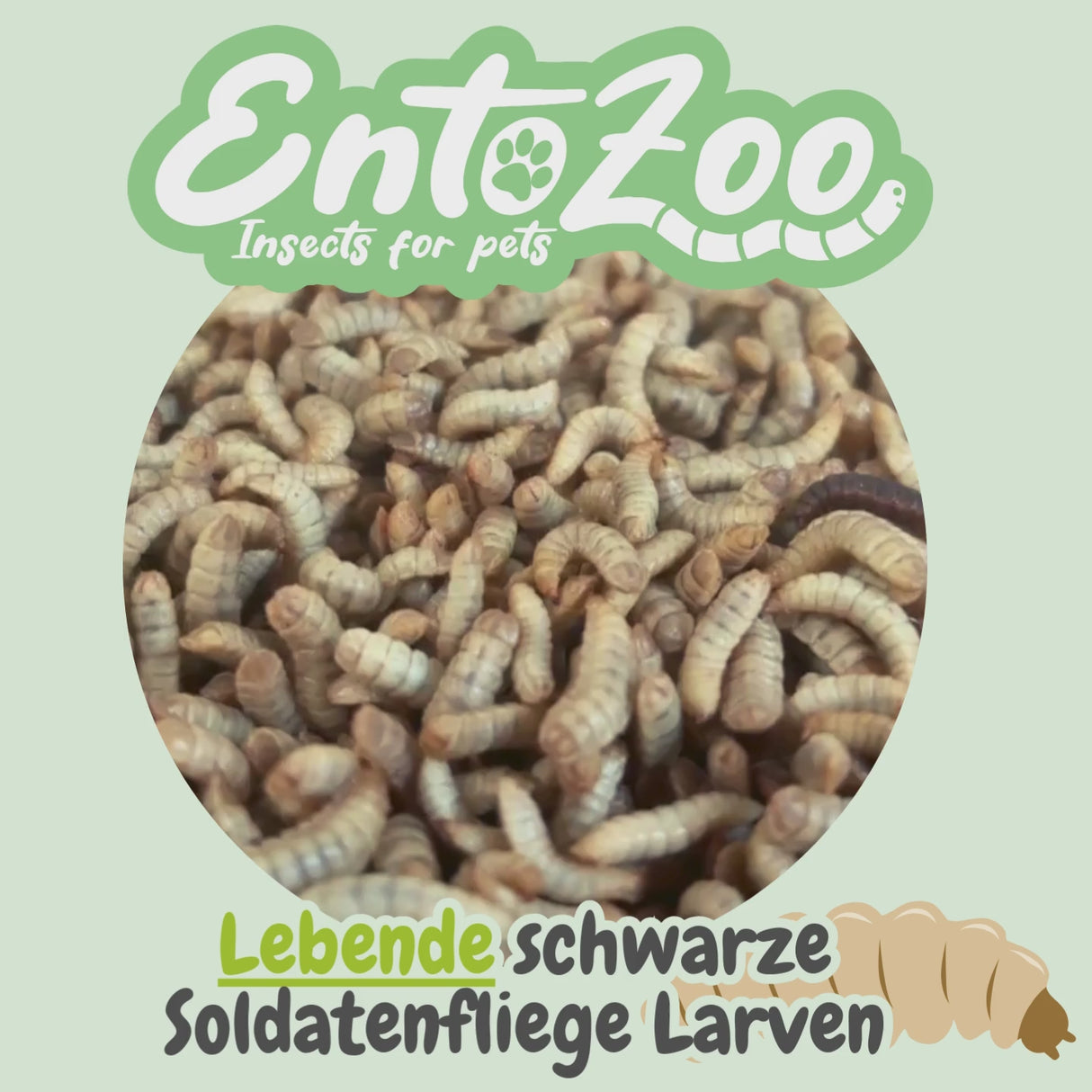 Live Black Soldier Fly Larvae (Hermetia illucens) - Large - Individually Removable