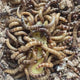 Live Zophobas (Giant Mealworms) in Substrate as Feeder Insects