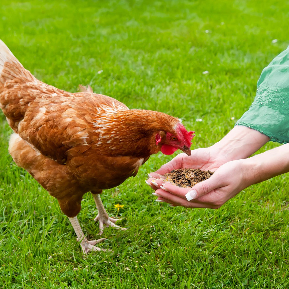 Henne pickt getrocknete Soldatenfliegenlarven aus der Hand