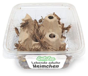 Lebende Heimchen in der EntoZoo-Box