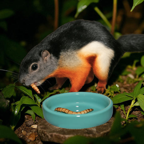 Lebende Zophobas in Substrat als Futtertier